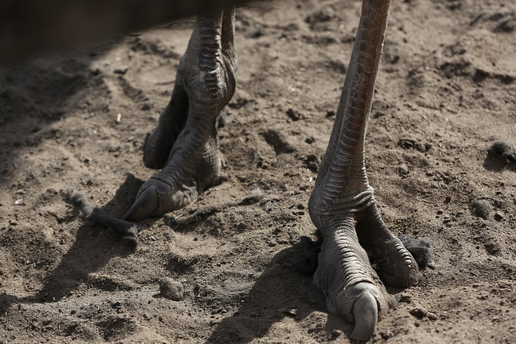 У страусов очень сильные ноги. Они с одного удара могут убить льва. А когти и вовсе напоминают динозавров. Фото Владимира Коцюбы-Белых