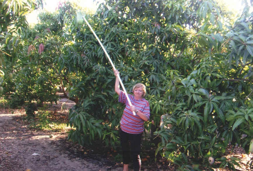 Манго собирают специальными палками, которыми можно захватить плод. Фото предоставлено Еленой Догадковой