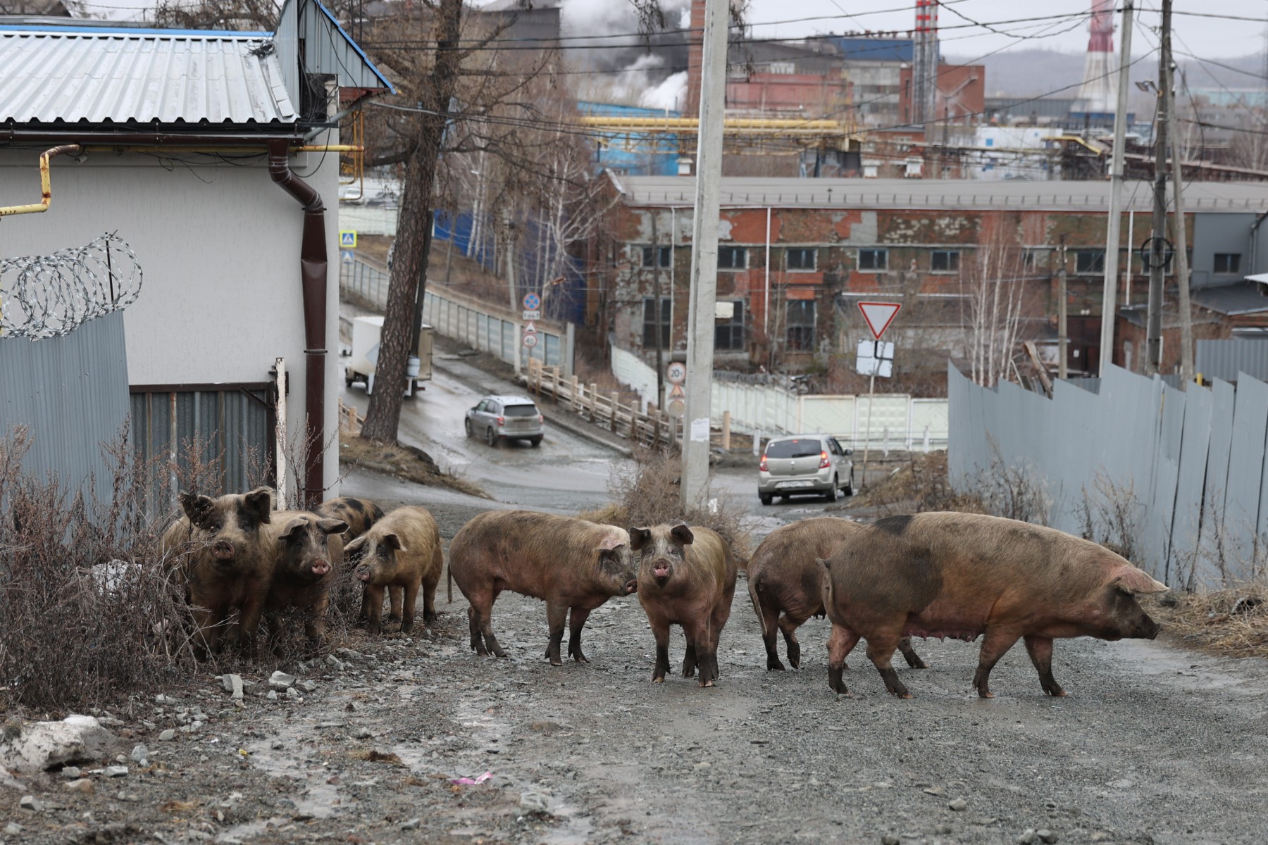 Вездесущие свинки Ташкента открыли новый сезон прогулок по городу. // Фото Владимира Коцюбы-Белых