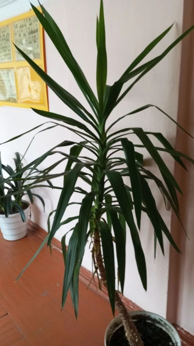 Фото Эвелины Вопиловой