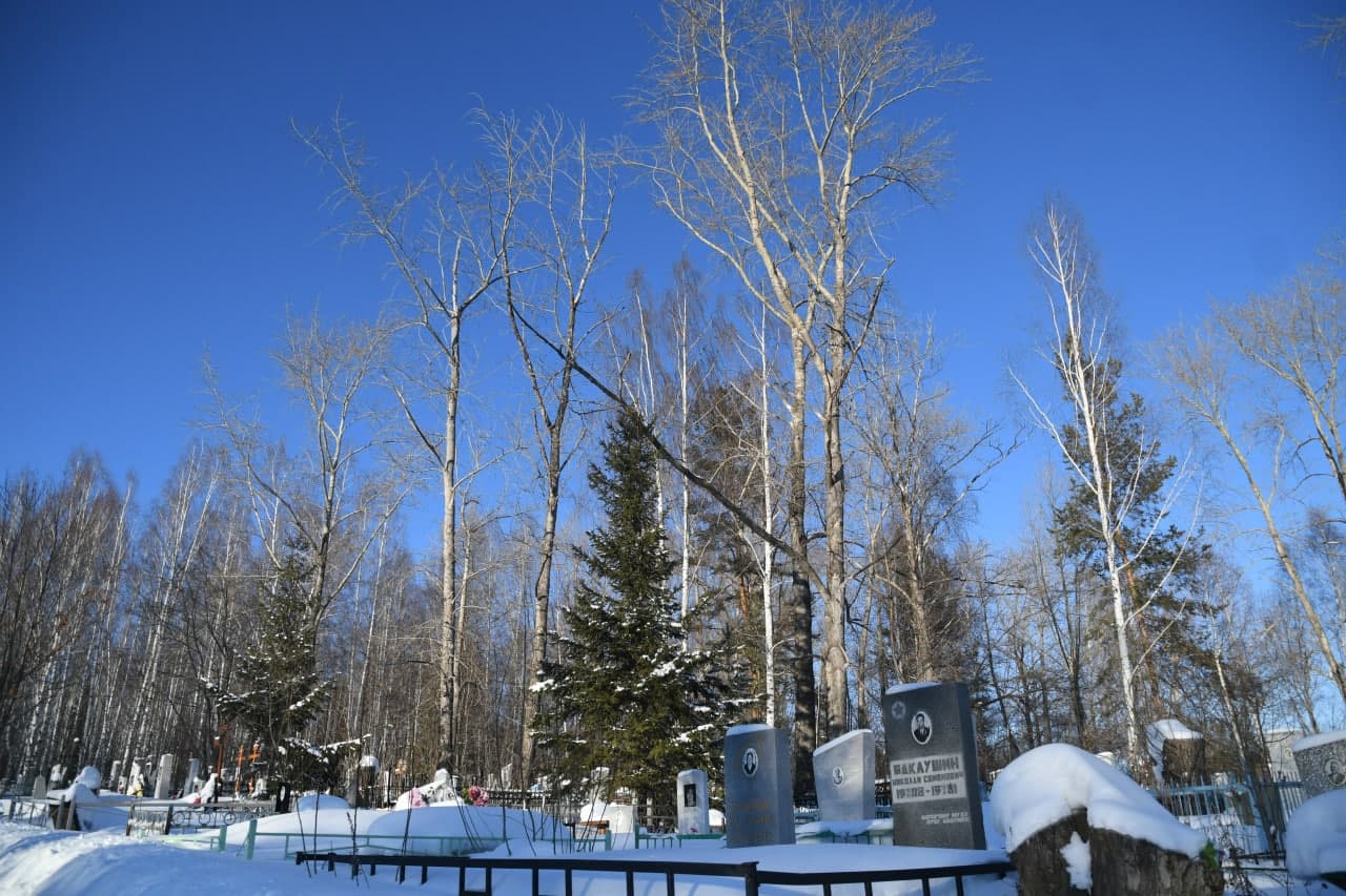 Вот такие деревья, которые уже высохли на корню, сейчас представляют реальную угрозу жизни и здоровью посетителей кладбища. Фото Владимира Коцюбы-Белых