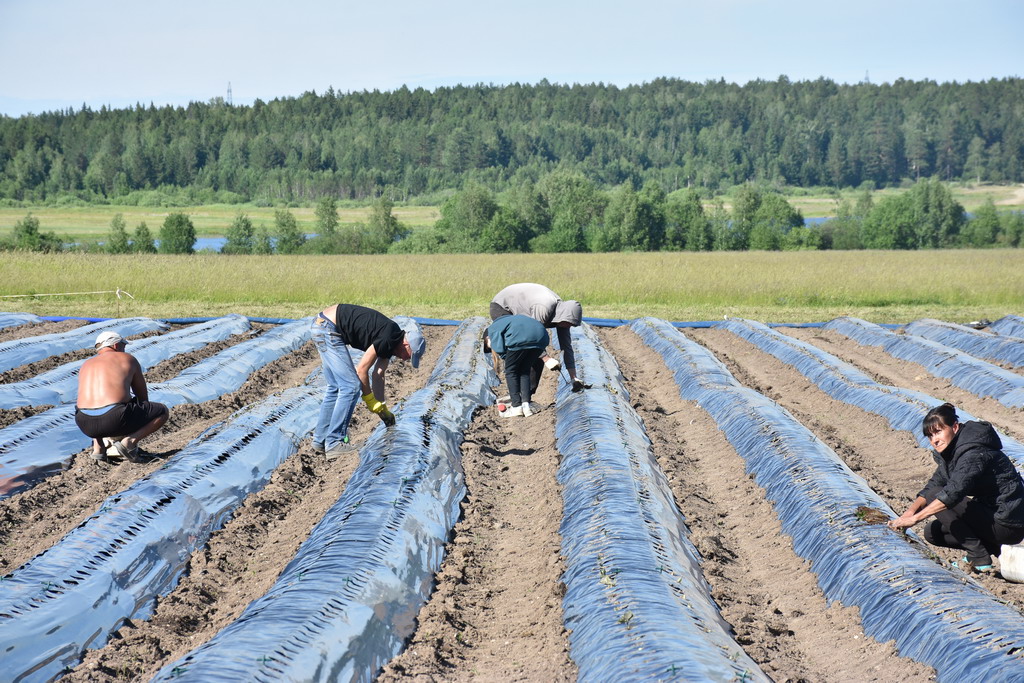 На данный момент работники фермерского хозяйства высадили 20 тысяч кустов клубники. Фото Андрея Агафонова