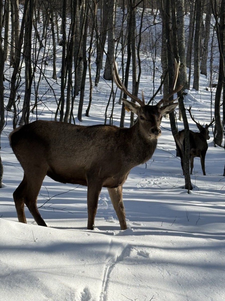 Лесные жители, встреченные нами по дороге домой. Фото Ксении Даниловой