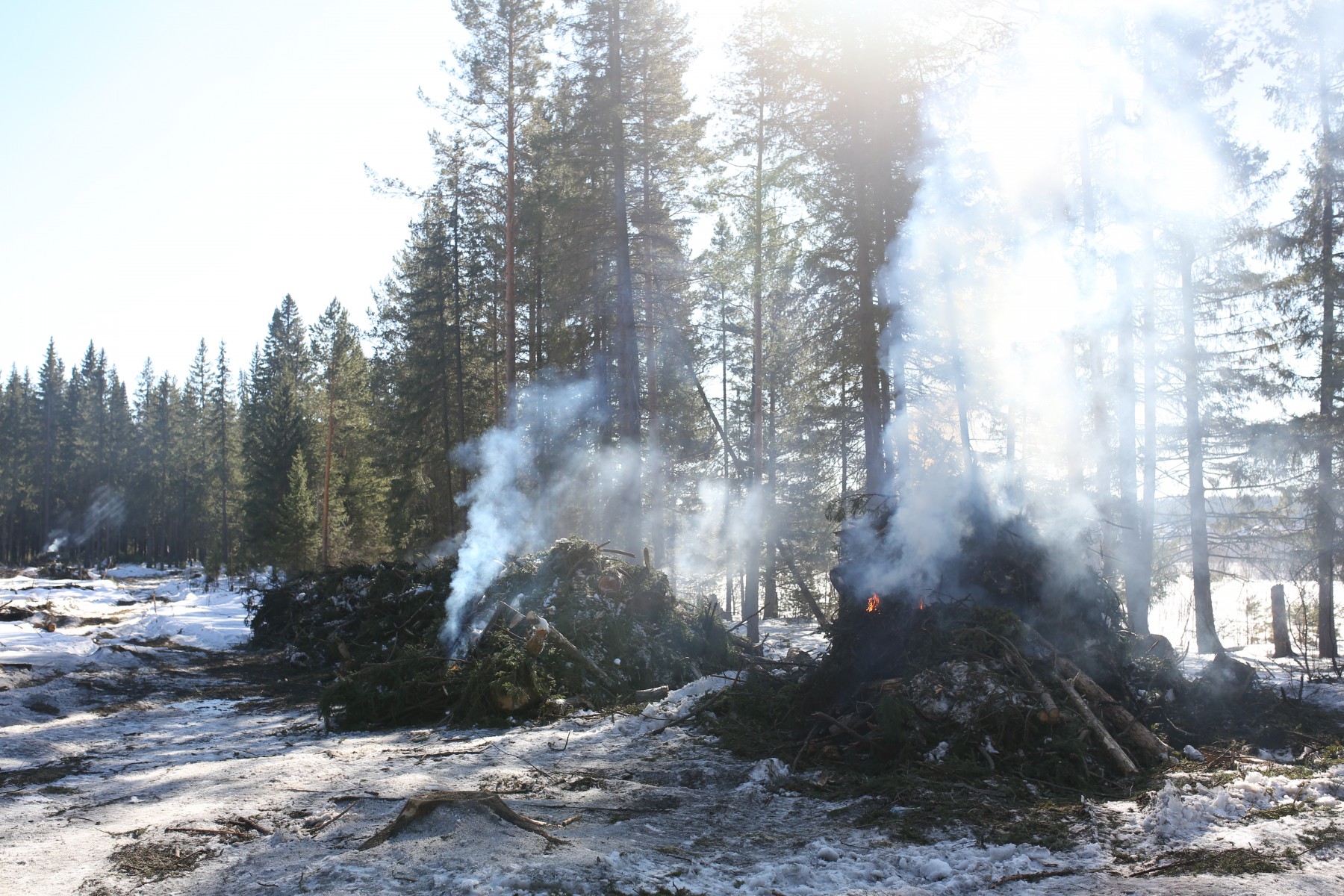 Несмотря на запрет администрации города, частное лицо, убиравшее деревья на будущих улицах, продолжает сжигать ветки. Фото Владимира Коцюбы-Белых