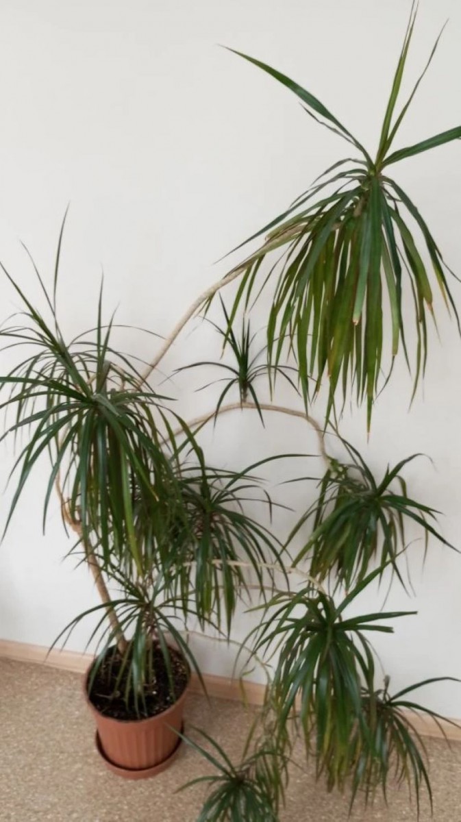 Фото Эвелины Вопиловой