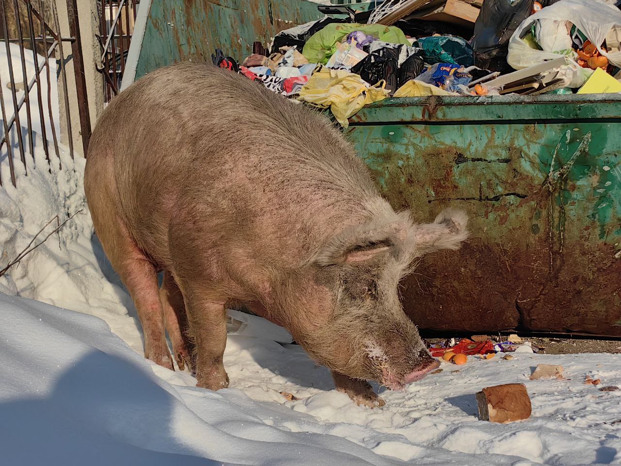 Свиньи только рады такой поддержке, которую им оказывают сердобольные, готовые кормить их на контейнерных площадках целыми ведрами пищевых отходов, и ленивые горожане, которым сложно донести пакет с мусором до евроконтейнера, поэтому остатки еды в большом количестве и свободном доступе лежат в бункерах. Фото Владимира Коцюбы-Белых