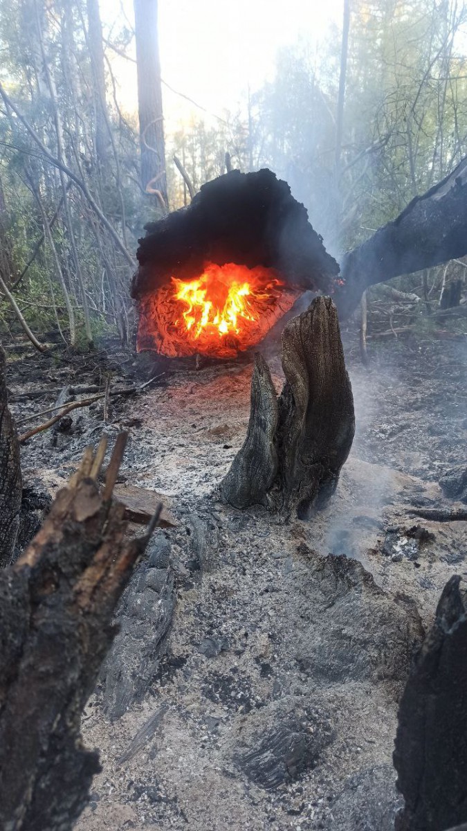 «Око пожара» — дерево горит изнутри. Чтобы потушить, его пришлось распиливать. Фото Кирилла Андреева