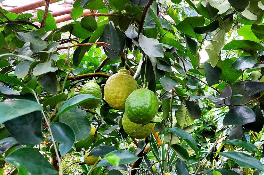 Есть в Амурске и свой ботанический сад. Этакие тропики на Дальнем Востоке. Ведь в нем растут тропические фрукты — ананас, маракуя, папайя, мандарины, лимоны и многое другое. Причем все они очень хорошо плодоносят. Фото предоставлено Вероникой Шабуниной