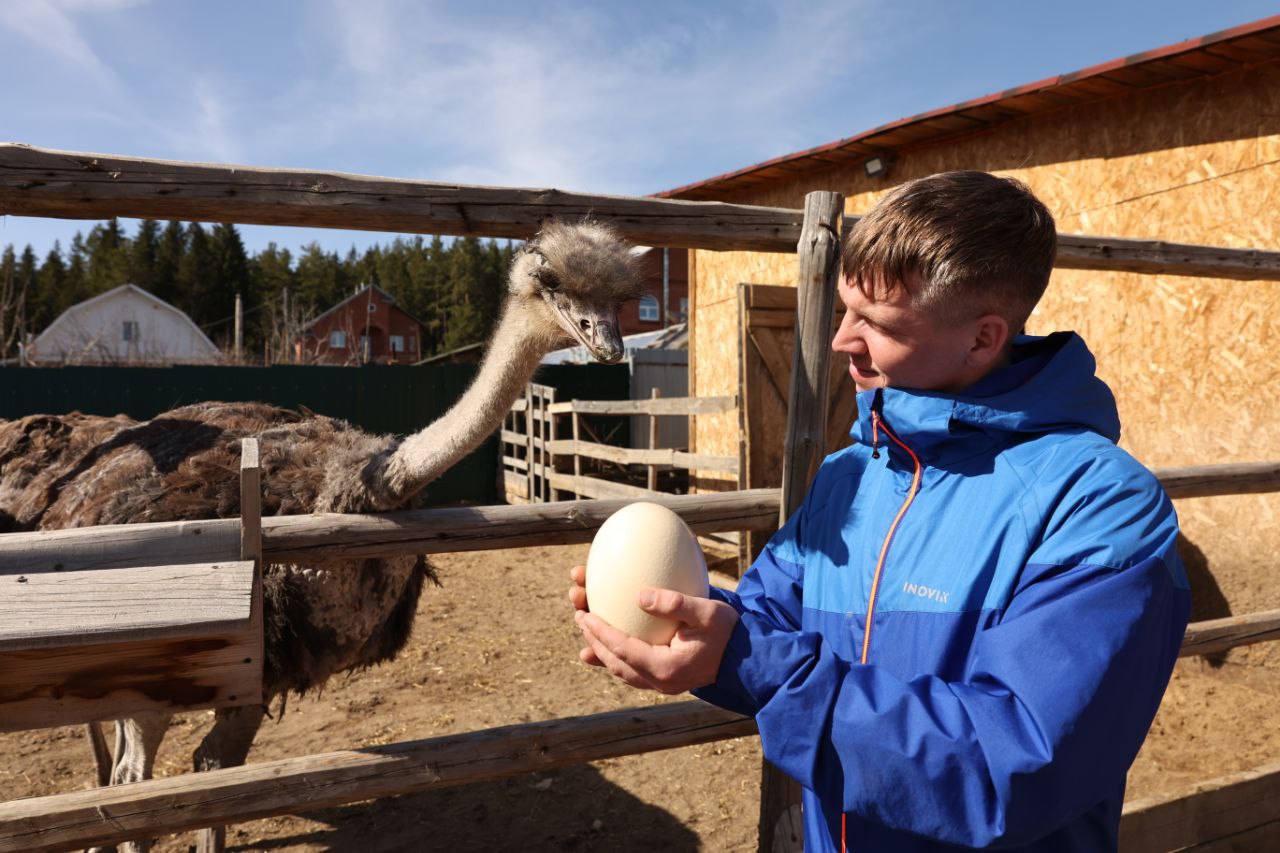 Первое яйцо, как говорят хозяева, признали качественным страусоводы со всей России. Фото Владимира Коцюбы-Белых