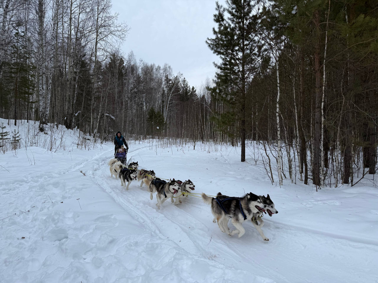 Езда в настоящей собачьей упряжке гарантирует детский восторг. Фото Ксении Даниловой