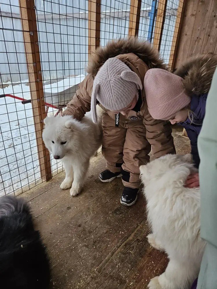 Самоеды гораздо спокойнее, чем хаски. Фото Екатерины Кузнецовой