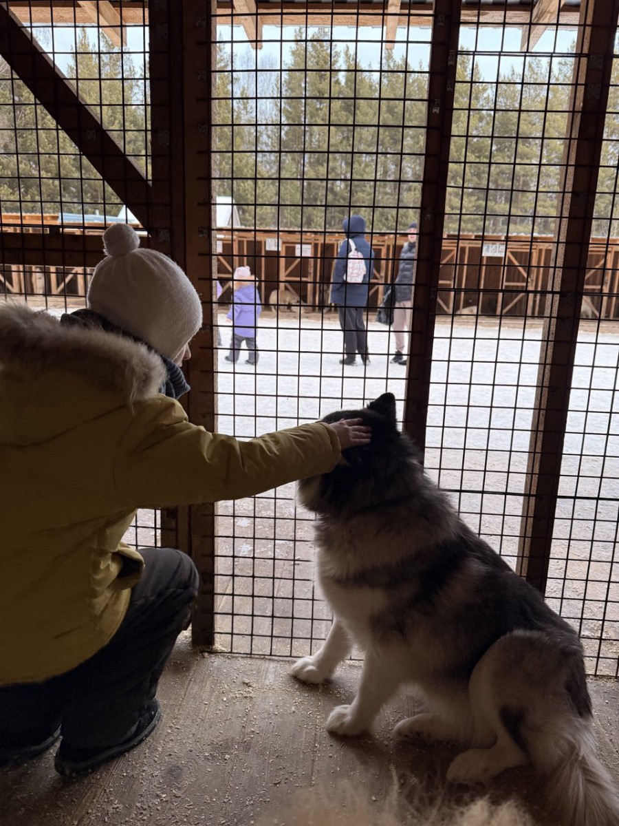 Все собаки питомника добрые и неагрессивные. Фото Ксении Даниловой